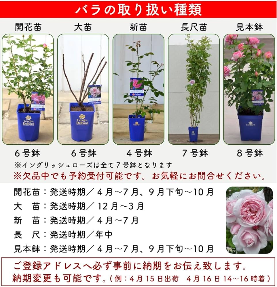 Amazon.co.jp: [ ダフネ バラ 新苗 4号鉢 ] バラ苗 鉢植え 薔薇 ばら